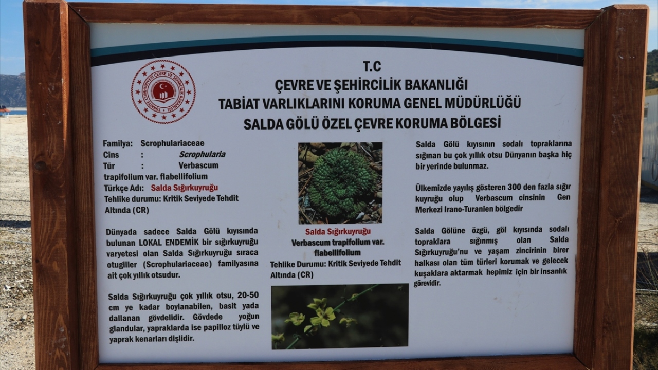 Salda Sığırkuyruğu